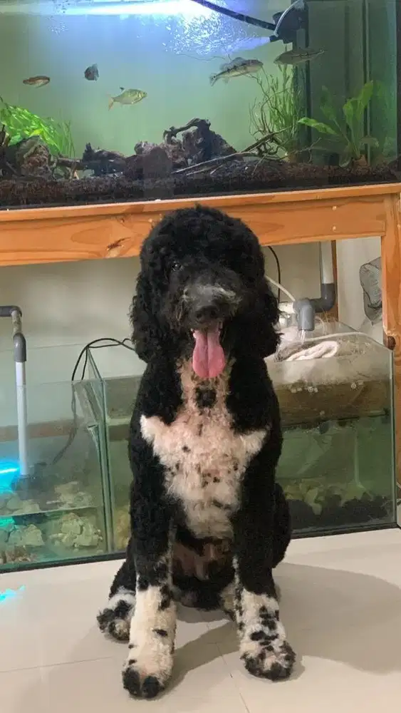 Open Adopt - GIANT POODLE - MALE - BLACK AND WHITE