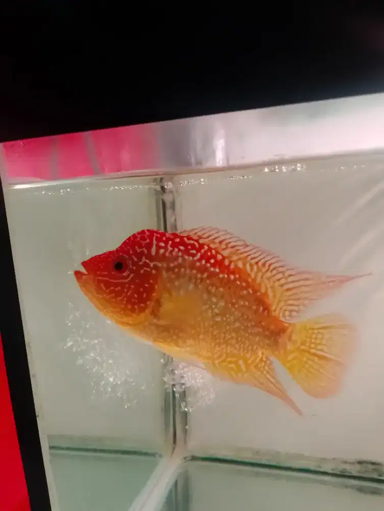 Ikan louhan GB CC Female