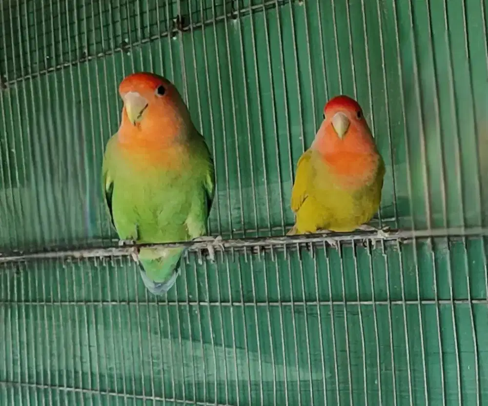 Burung lovebird sepasang