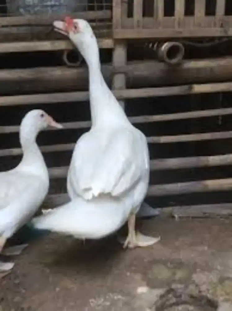 Entok Jumbo Sepasang