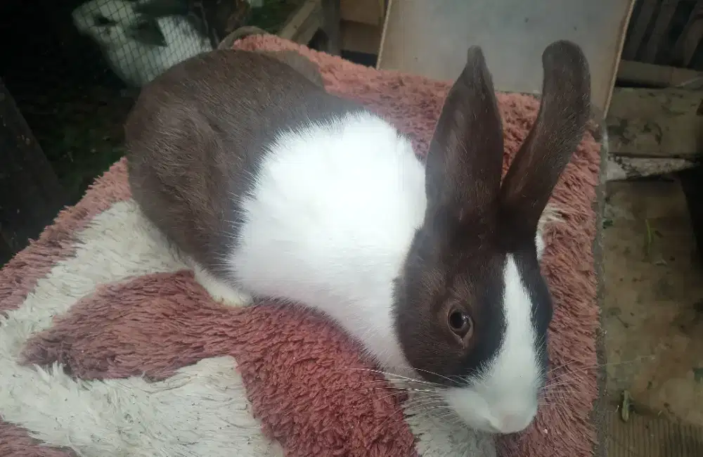 Indukan Kelinci Jenis Dutch super murah berkualitas