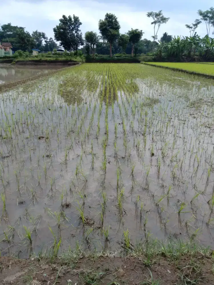 Di jual tanah sawah , di desa jerukan menden