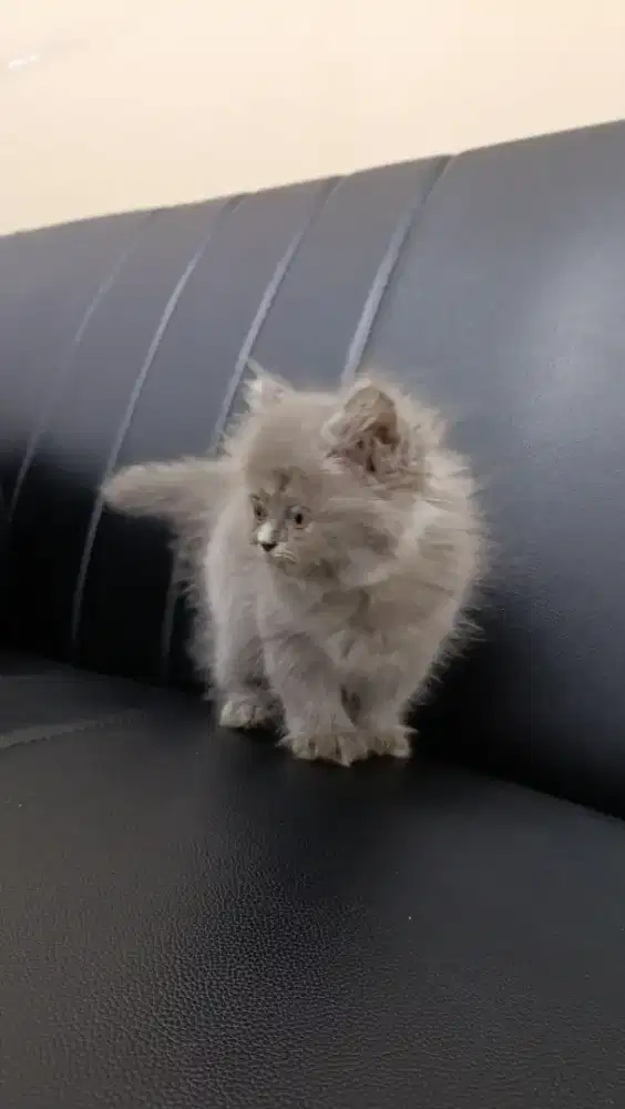 Lowongan Kasir Klinik Hewan