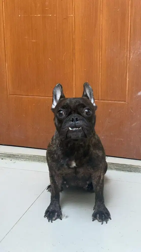 Open Adopt - FRENCH BULLDOG - FEMALE - BRINDLE