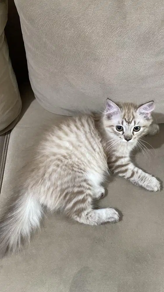 Open adopt/adopsi kucing betina NS munchkin X himalaya