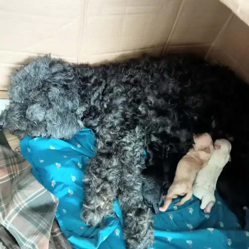 Jual anakan anjing poodle jantan dan betina , hitam , coklat , putih
