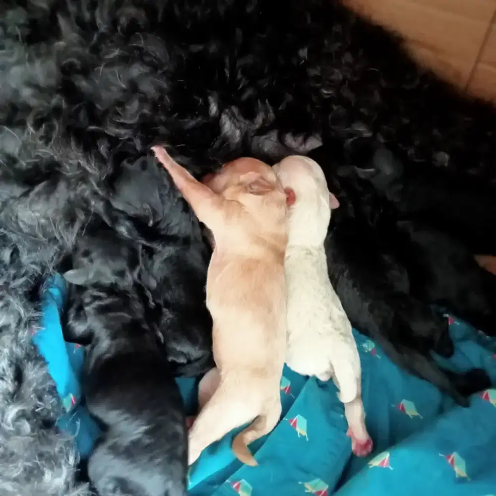 Jual anakan anjing poodle jantan dan betina , hitam , coklat , putih