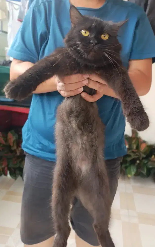 Kucing Persia Smoke Female Gembul Manja Longhair