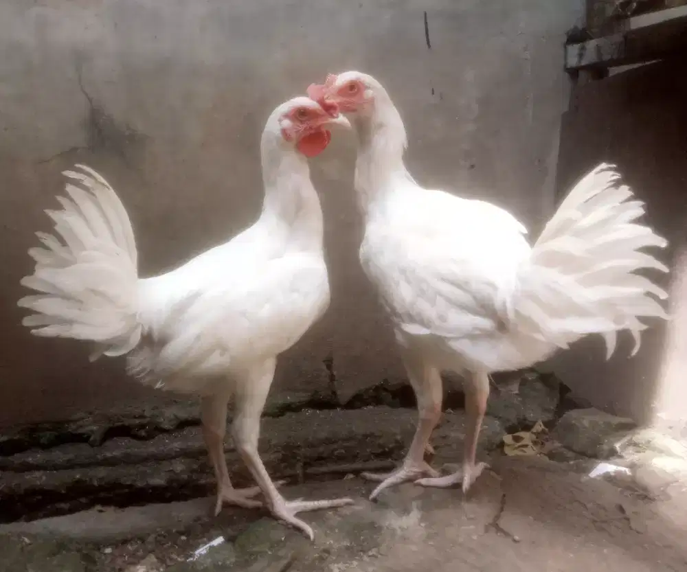 AYAM PELUNG PUTIH SEPASANG