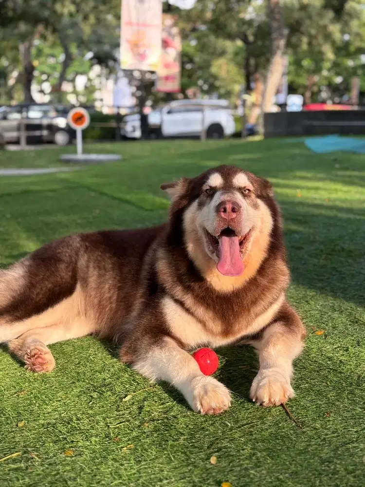 Open Adopt - ALASKAN MALAMUTE - FEMALE - RED AND WHITE