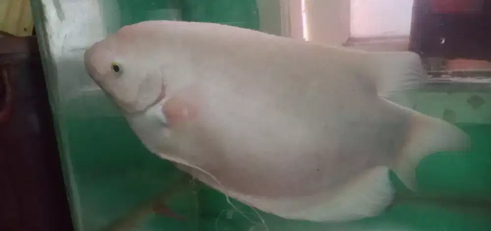 Gurame padang hias big size