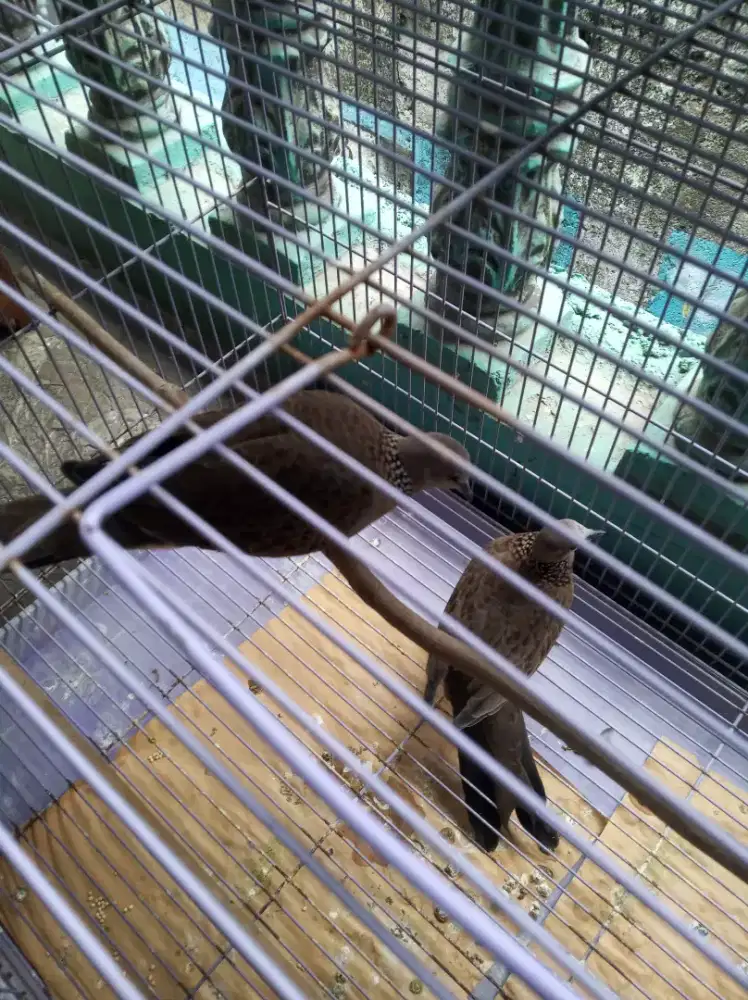 Dua burung tekukur lokal dari anak