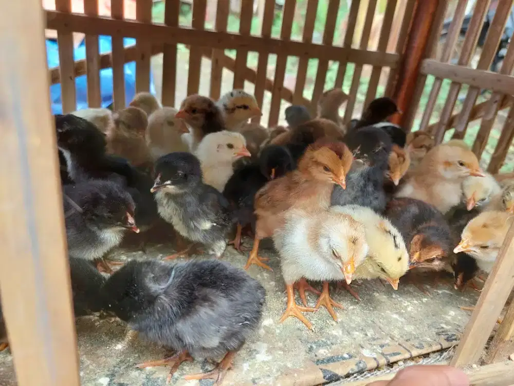 DOC Ayam Kampung KUB