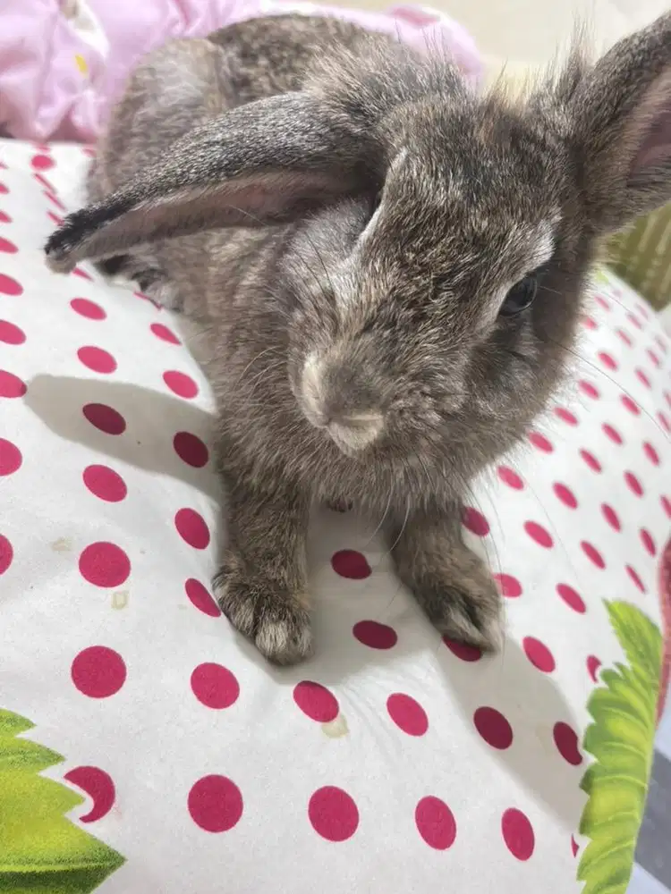 Kelinci lokal dan rex 4 bulan