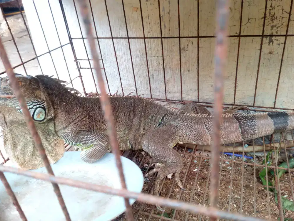 Iguana Jumbo banget sehat