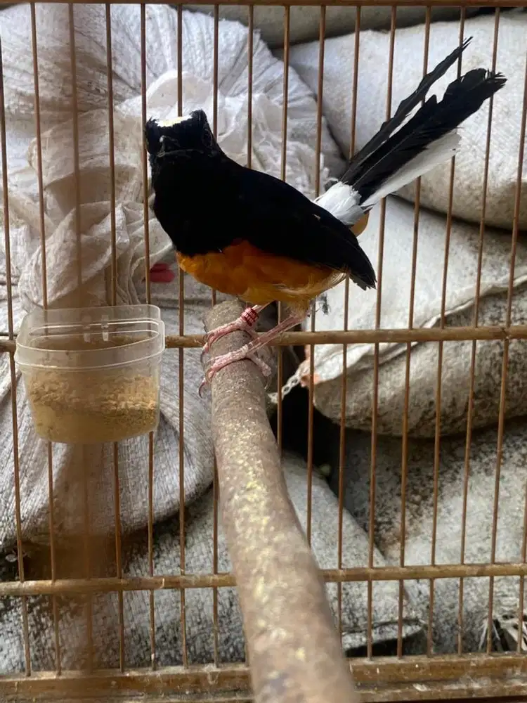 murai kepala putihnhhh