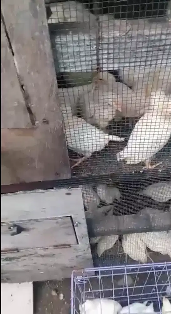 Ready ayam petelur jntn ( bojonggede bogor)