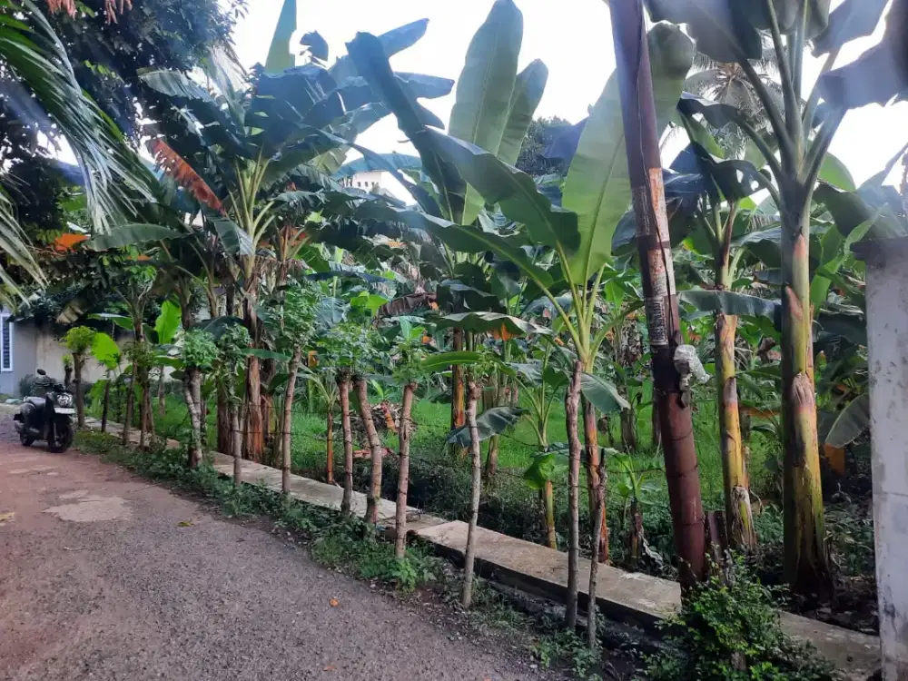 Dijual tanah Didesa Pango Raya,luas tanah 568 m2 hub:0895339211494