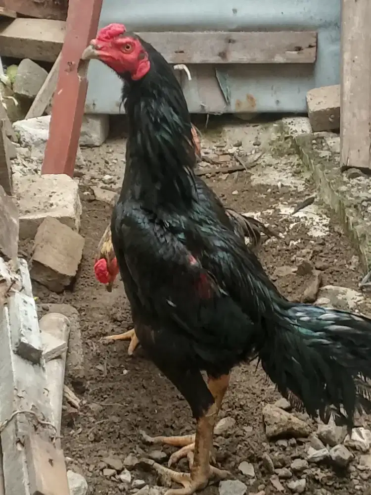 Ayam bangkok rawatan dari kecil 2 ekor