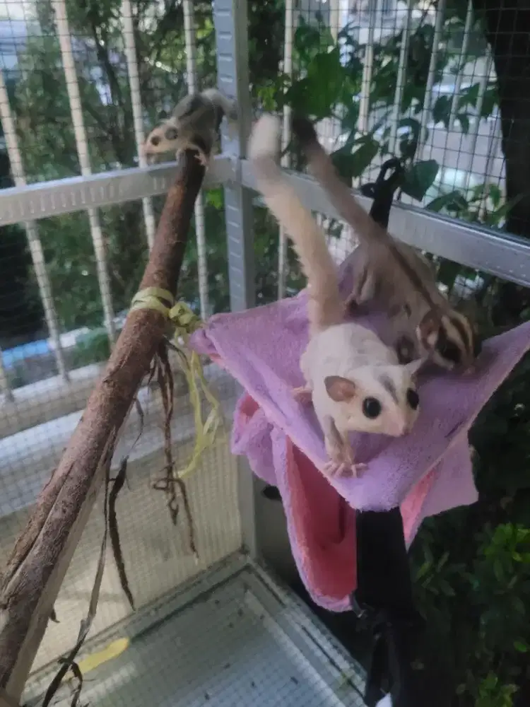 Sugar Glider 5 ekor