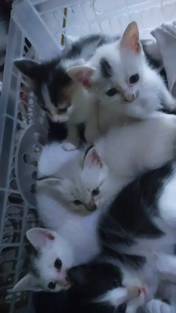 Kiten umur mau dua bulan