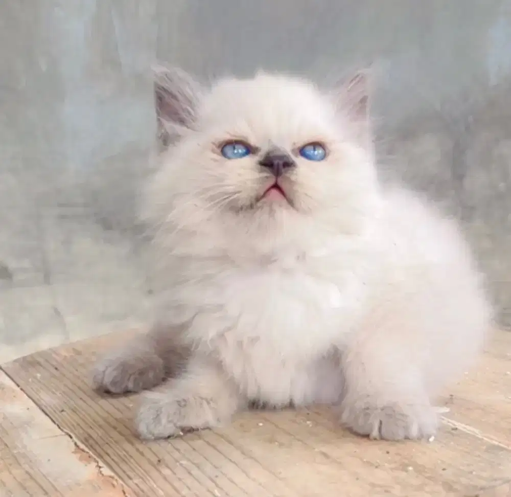 Kucing Kitten Himalaya