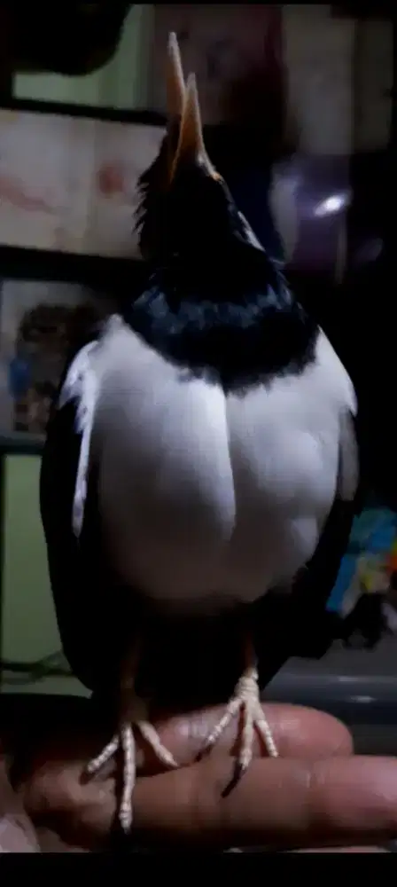 BURUNG SUREN JINAK GACOR NGOMPA NYATPAM