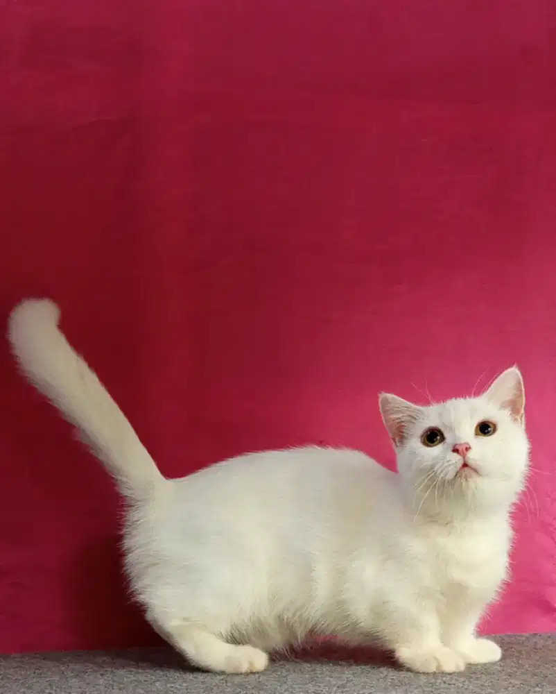 Munchkin BSH white solid