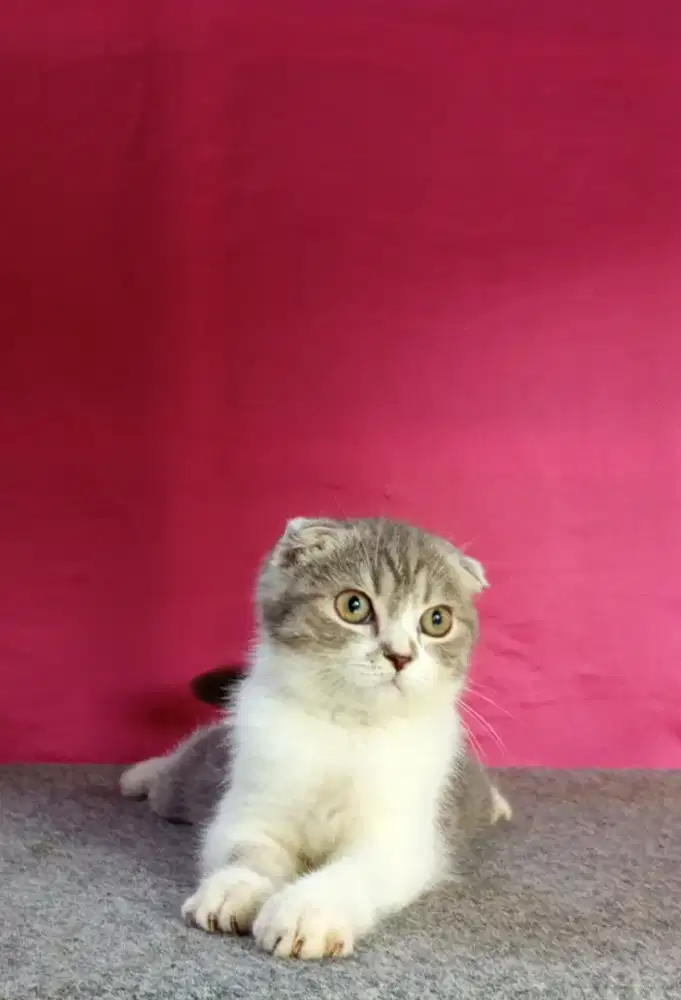 Scottish triple fold