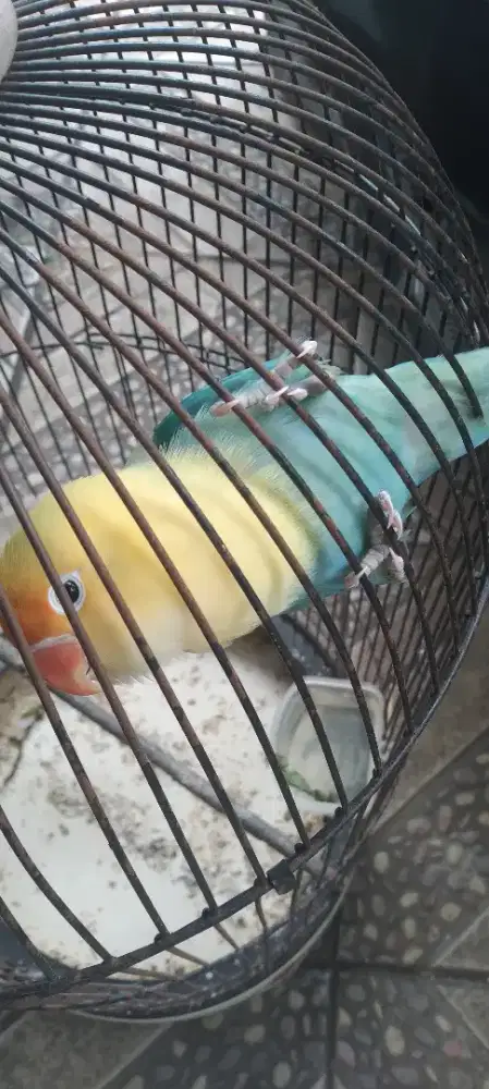 Lovebird love bird PB Cantik