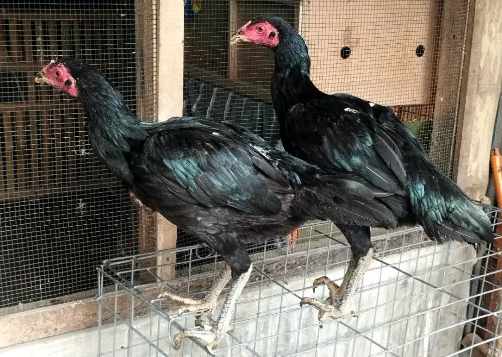 betina blackbull bl original 4,5bln lock brakot