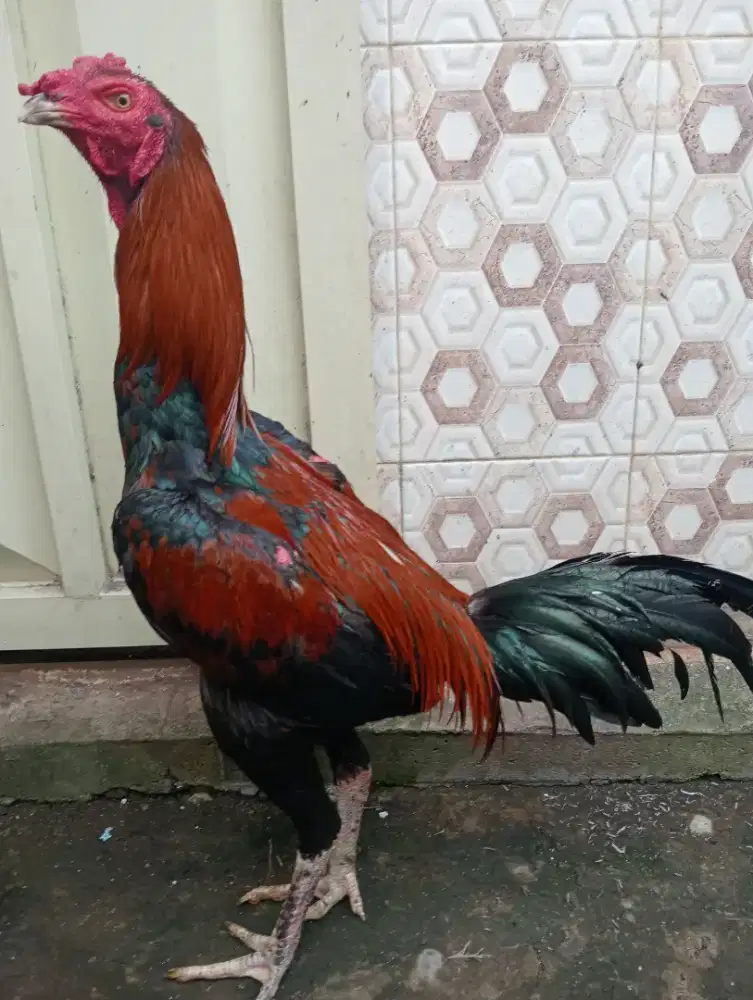 Ayam bangkok klasik ukuran 5,5 postur tinggi