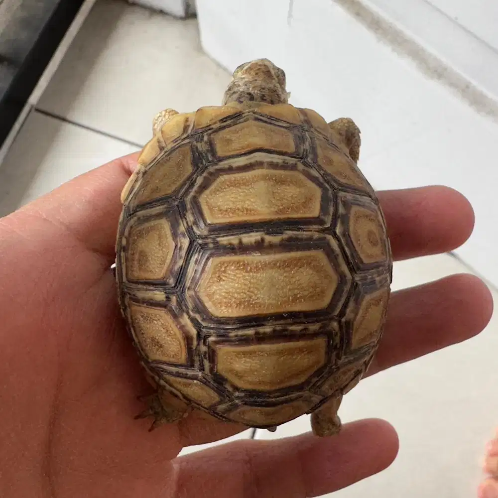 Pardalis Baby Calon Snow Sehat Makan Lancar