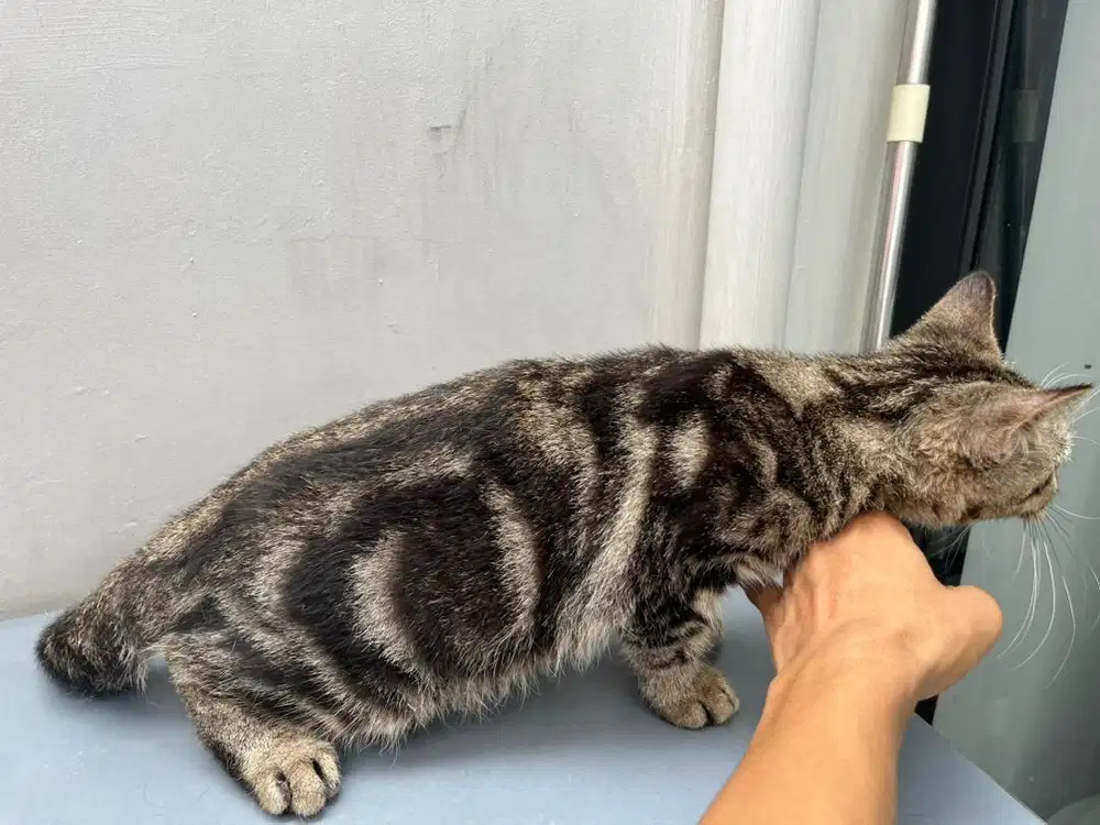 Adopsi kucing munchkin persia non standar (kaki normal)