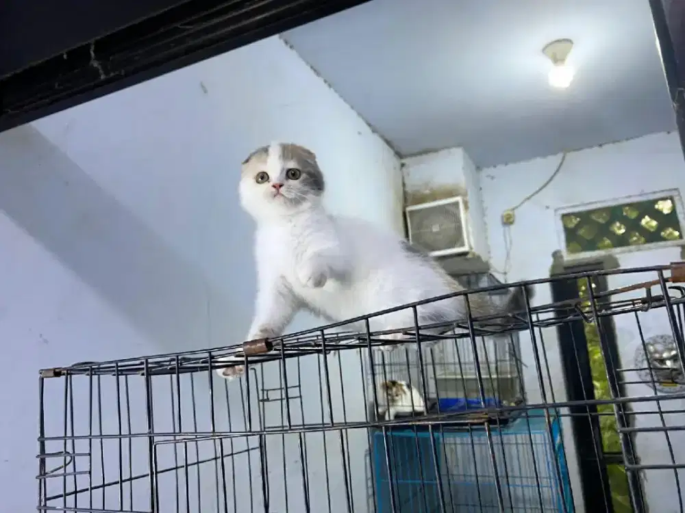 kucing scottish fold 3,5 bulan betina
