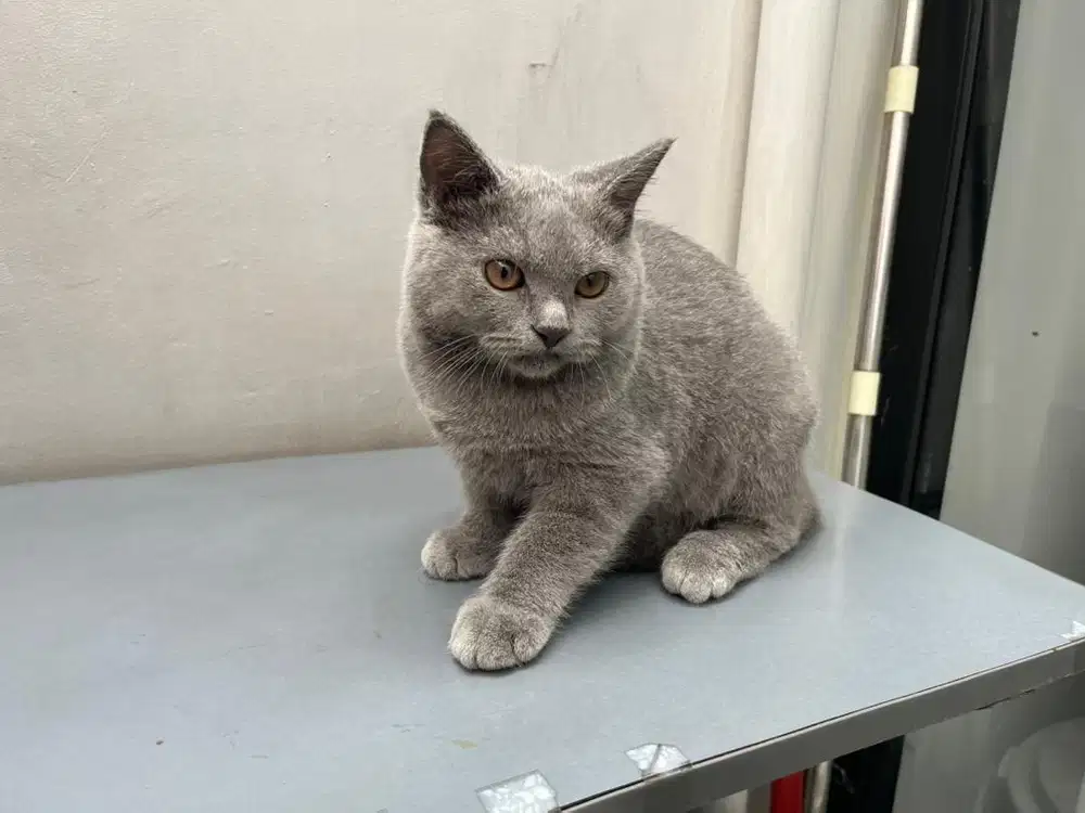 Kucing BSH (mix parents pure bsh dan munchkin)
