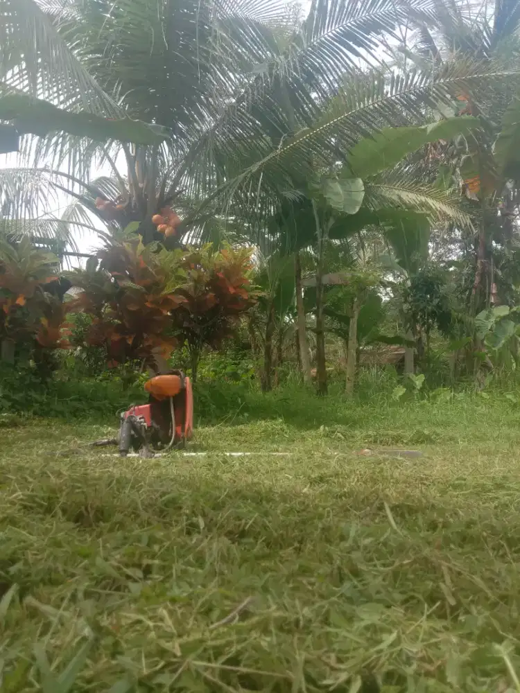 Jasa babat rumput Medan sekitar..