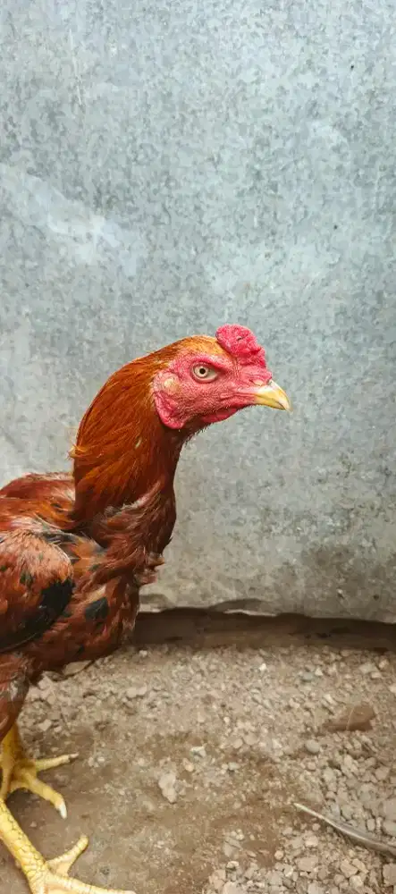 Dijual ayam siam muda