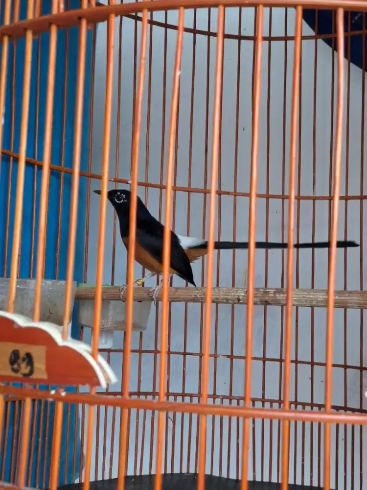 Murai Blorok ,x Prestasi, selesai mabung