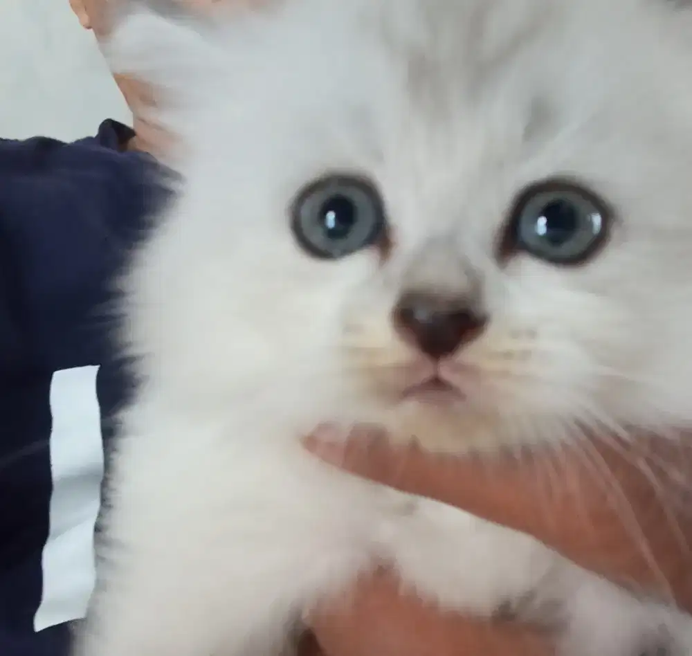 Kitten Persia Long Hair (Bulu kapas)