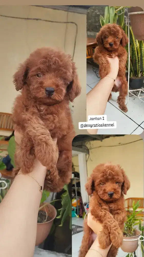 Toy poodle jantan betina