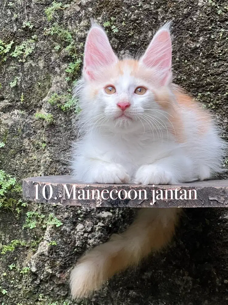 Kucing mainecoon pure anakan import