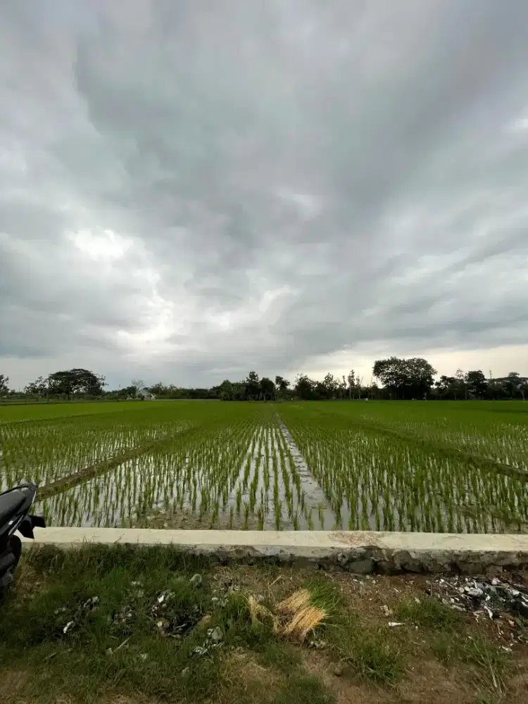 DIJUAL TANAH SAWAH PRODUKTIF DEKAT PUSAT KOTA