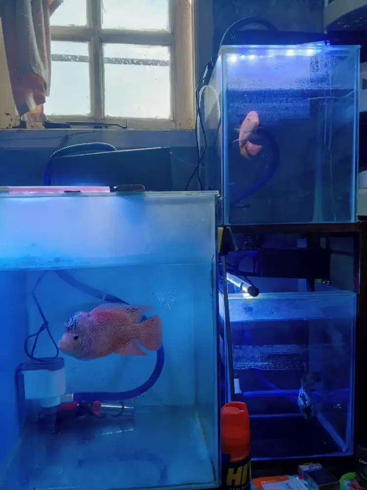 Ikan Louhan Kamfa F2 Ori Jual Murah