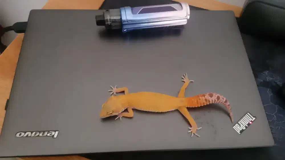 Gecko Juvenile Sunglow