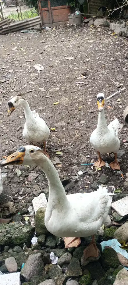 indukan jantan angsa