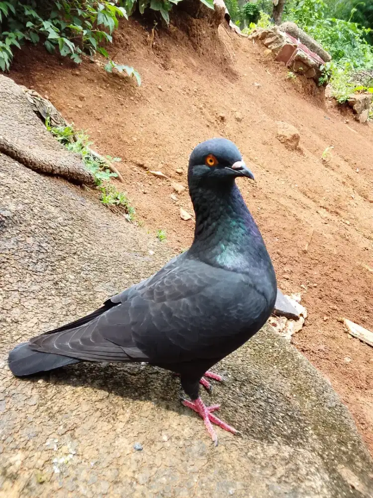 Burung dara merpati Tinggian