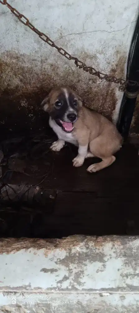 Anak anjing campuran ras kintamani