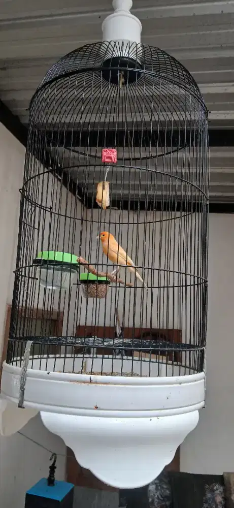 Kenari orange istimewa harian gacor