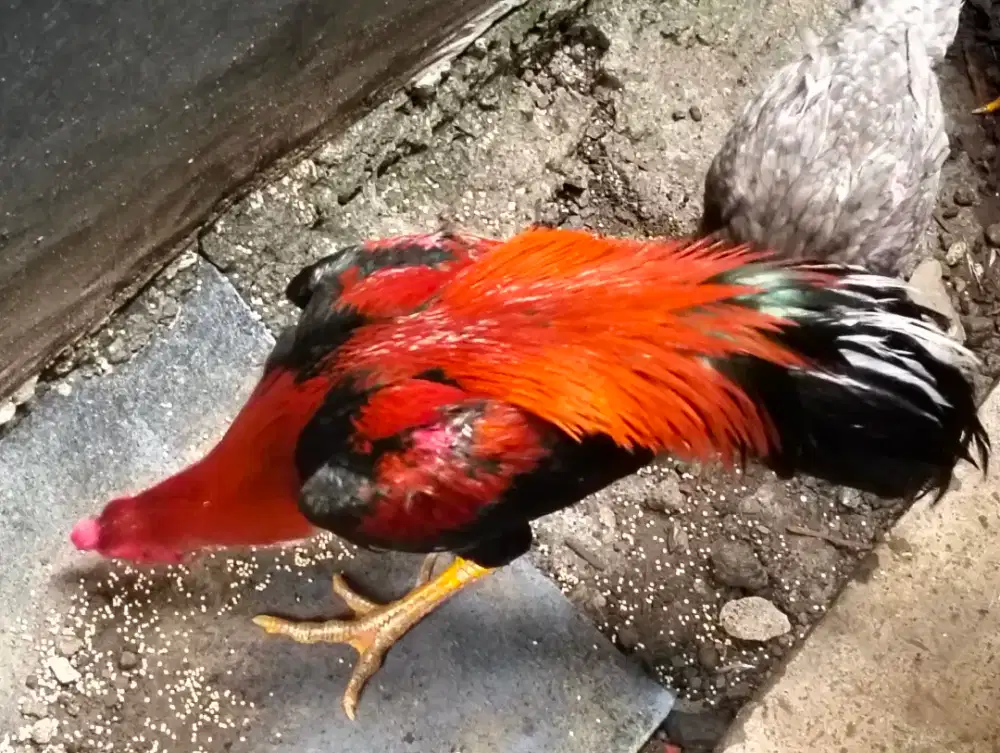 Ayam Bangkok peliharaan